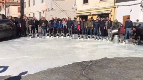 Süt, Sardunyalı çobanlar: neden protesto ediyorlar ve neler oluyor?