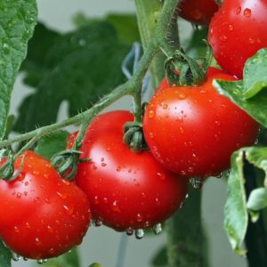 Brexit, acordo Coldiretti-Princes para apoiar o tomate