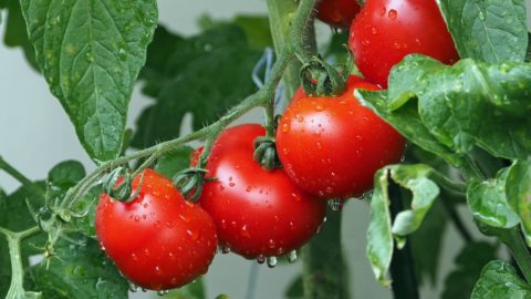 Brexit, acuerdo Coldiretti-Príncipes para apoyar al tomate