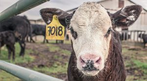 Un vitellone schedato in una fattoria di animali