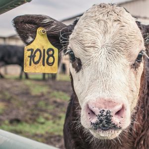 Os animais são pessoas ou coisas? A lei está mudando