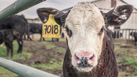 ¿Los animales son personas o cosas? la ley esta cambiando