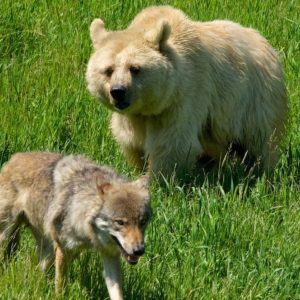 Ours et loups, agriculteurs et bergers : coexistence possible