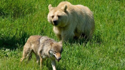 Ursos e lobos, fazendeiros e pastores: coexistência possível