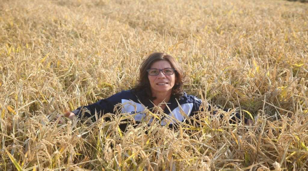 Paola Flower in the wheat