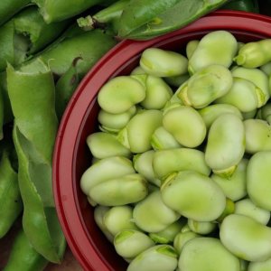 Alimentação e saúde: favas, perigosas para alguns, mas benéficas para muitos