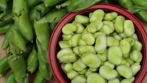 Alimentação e saúde: favas, perigosas para alguns, mas benéficas para muitos