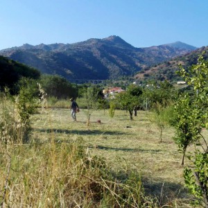 Credem plante plus de 250 arbres en Sicile