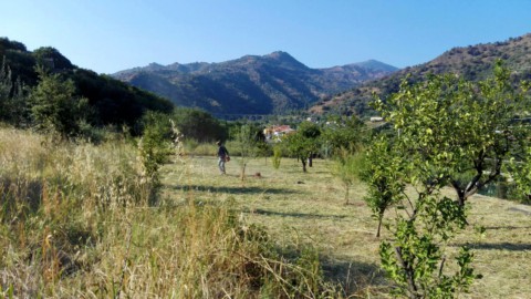 Credem はシチリア島で 250 本以上の木を植えています