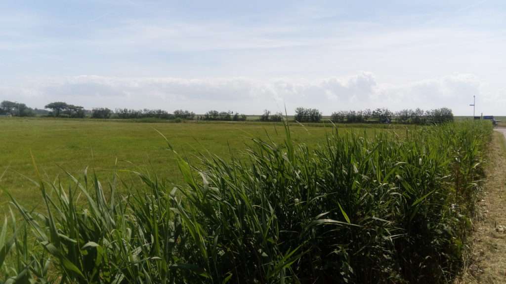 Padang rumput Terschelling 2