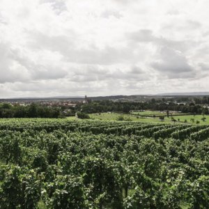 Vino biologico, agli italiani piace sempre di più bere naturale