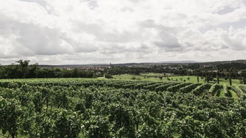 Vinho orgânico, os italianos gostam cada vez mais de beber natural