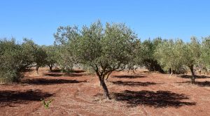 Piante di ulivi, olio d'oliva