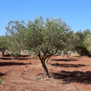 Xylella，将砍伐 30 万棵橄榄树：“整个欧洲都处于危险之中”