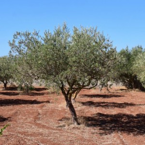 Xylella 和恶劣天气：意大利制造的特级初榨橄榄油下降了 57%