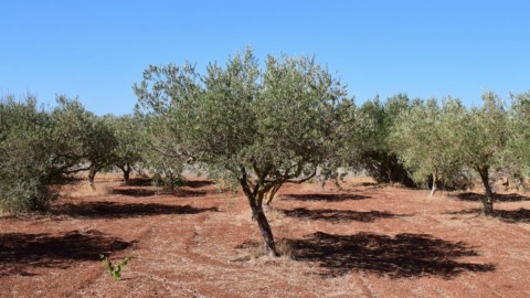 Xylella e maltempo: l’olio extravergine made in Italy crolla del 57%