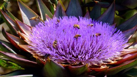 Moretto, the ancient wild and very tasty artichoke of Brisighella