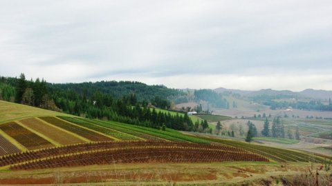 Imu terreni agricoli: Decreto Crescita fa chiarezza su società IAP