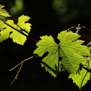 Vino: Monferace, il Grignolino della riscossa da invecchiamento