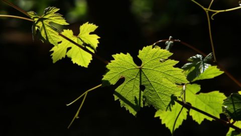 Vin: Monferace, Grignolino al recuperării după îmbătrânire