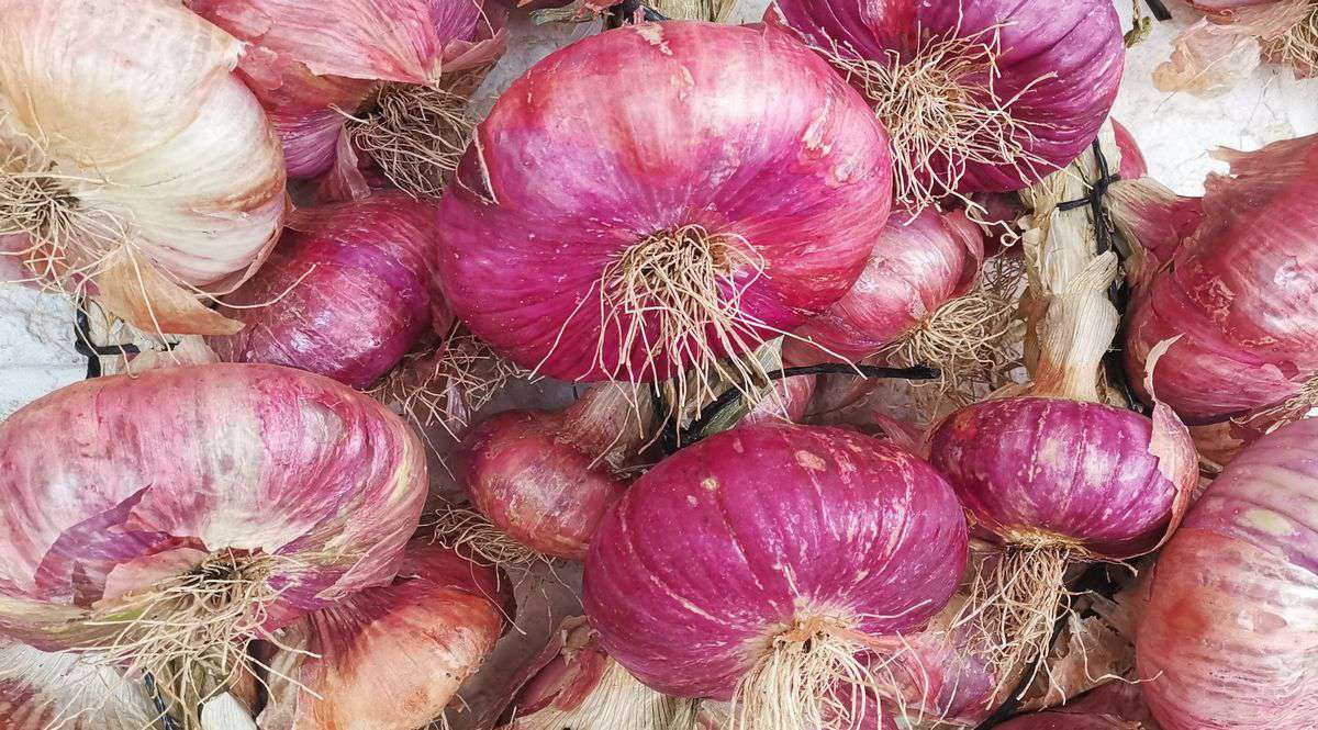 Acquaviva red onion from the springs