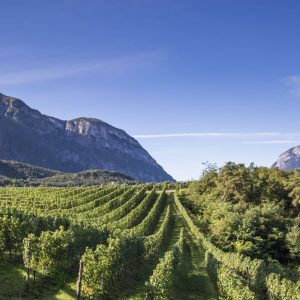 Vino, vendemmia in arrivo: produzione cala ma vola l’export