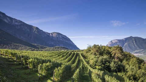 Şarap, hasat yolda: üretim düşüyor ama ihracat artıyor