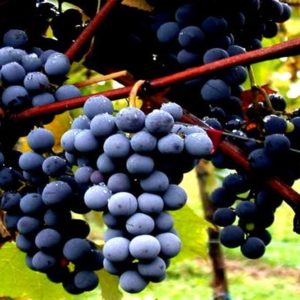 Vinellando, di Magliano Morellino dan Franciacorta bertemu