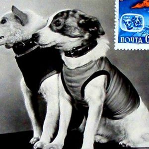 ACCADDE OGGI – Cinquantanove anni fa i primi cani nello spazio