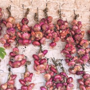 Acquaviva delle Fonti rote Zwiebel, eine Perle, die sich wie warme Semmeln verkauft