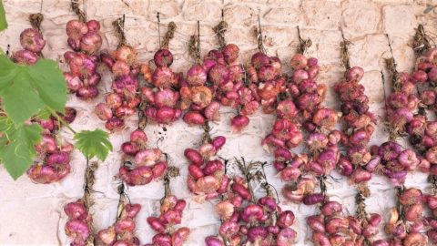 Acquaviva delle Fonti rote Zwiebel, eine Perle, die sich wie warme Semmeln verkauft