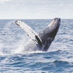 Balene e delfini del Pacifico diventano persone giuridiche: cos’è la Dichiarazione dell’Oceano e cos’è il nuovo trattato anti-estinzione
