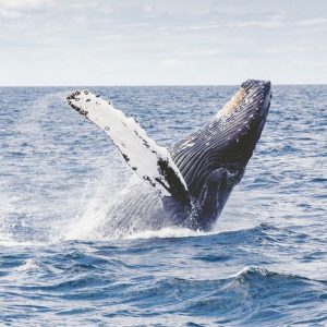 Balene e delfini del Pacifico diventano persone giuridiche: cos’è la Dichiarazione dell’Oceano e cosa c’è di nuovo nel trattato anti-estinzione