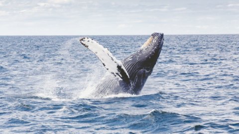 Balena in mare