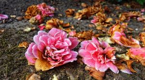 Fiori di rododendro appassiti