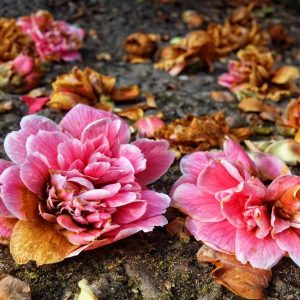 Flores, produzem energia reciclando as murchas