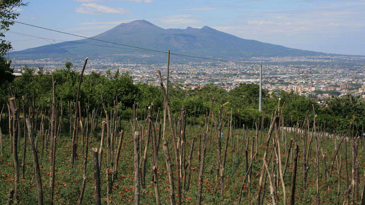 Cultivation of corbarini tomatoes