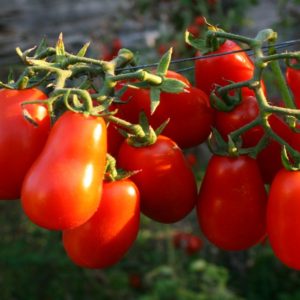 كوربارو ، الطماطم التي طعمها البحر من محار فوجوت
