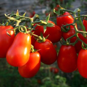 Corbarì, il pomodoro che sa di mare delle vongole fujute