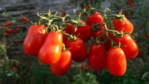 Corbarì, el tomate que sabe a mar de las almejas fujute