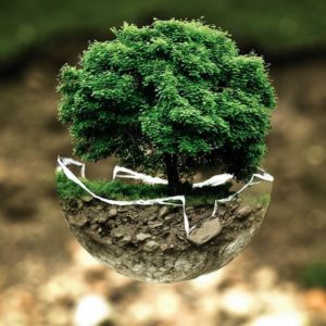 مٹی کے بغیر کاشت: ماحولیات کے لیے ایک علاج