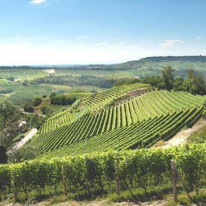 Dal buen retiro delle Langhe la riscoperta del Rossese