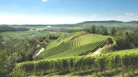 Langhe'nin geri çekilmesinden, Rossese'nin yeniden keşfinden