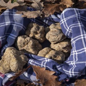 Alba Truffle Fair: kursus berkelanjutan baru, lingkungan dan sosial ekonomi