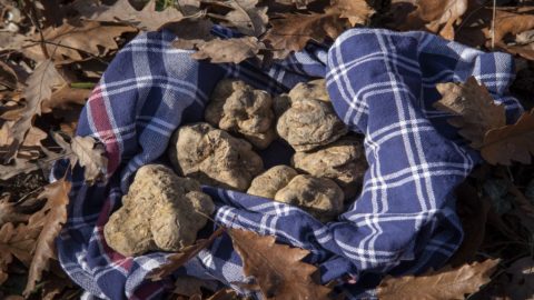 Alba Truffle Fair: neuer nachhaltiger Kurs, Umwelt und Sozioökonomie