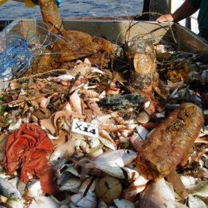 Residuos, en el fondo del mar más plástico que peces