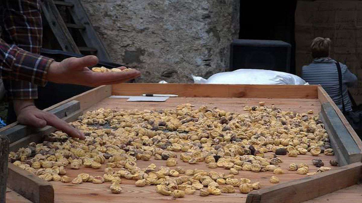 Castagne secche di Calizzano e Murialdo su tavolaccio foto Valentina Venuti