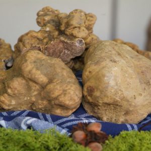 Acqualagna montre ses joyaux : la truffe blanche