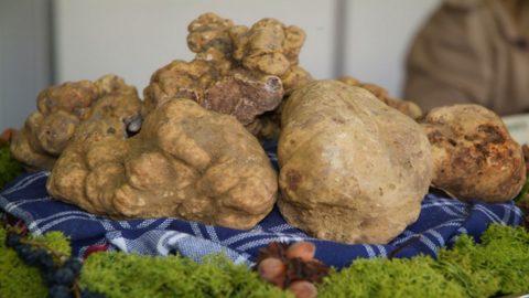 Acqualagna menunjukkan permatanya: truffle putih