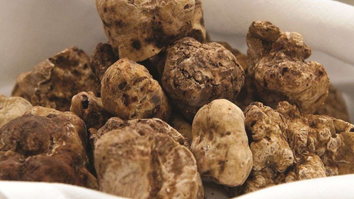 tartufo bianco di Acqualagna